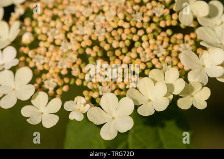 Comme l'hydrangea flowers, le Guelder rose-compactum, Viburnum opulus, a wonderful verticilles de fleurs mais peuvent être infestés par des larves du scarabée viburnum Banque D'Images