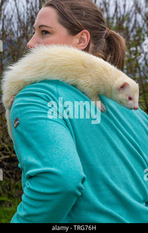 Jeune femme avec animaux de furets, Cahersiveen, comté de Kerry, Irlande Banque D'Images