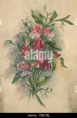 C1890 aquarelle antique de pois de senteur (Lathyrus odoratus) Fleurs et feuilles. SOURCE : TABLEAU ORIGINAL Banque D'Images