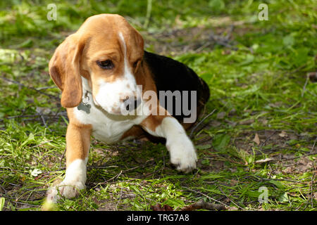 Beagle puppy playing on Green grass Banque D'Images