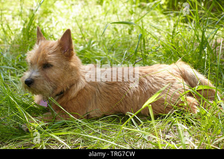 Terrier de Norwich sur l'herbe verte dans le jardin Banque D'Images