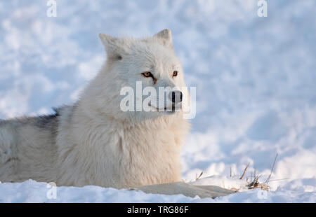 Loup arctique isolé sur fond blanc se reposant dans la neige de l'hiver au Canada Banque D'Images