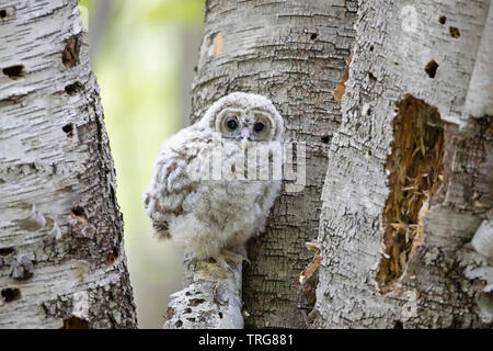 Owlet chouette perchée sur certains arbres de la forêt de bouleau au Canada Banque D'Images