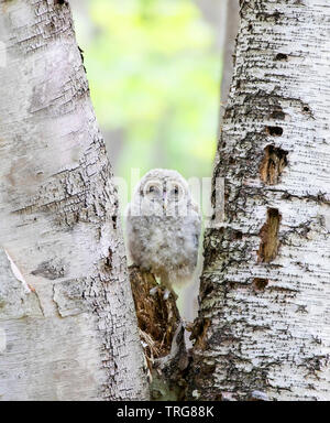 Owlet chouette perchée sur certains arbres de la forêt de bouleau au Canada Banque D'Images