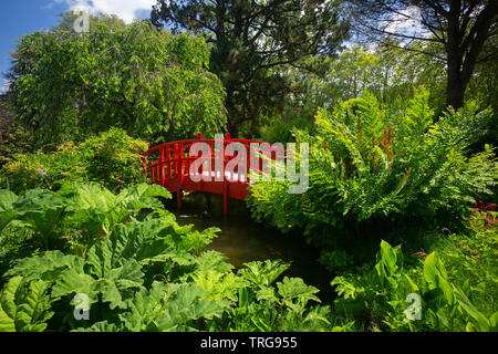 La petite passerelle en bois rouge du jardin botanique de Bayonne (France). Ce jardin d'ornement a été établie d'après un modèle japonais. Banque D'Images