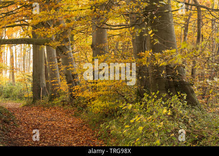 Couleurs d'automne en Crendle Hill de bois, près de Sandford Orcas, Dorset, England, UK Banque D'Images