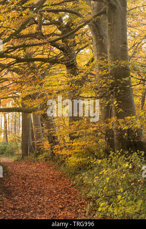 Couleurs d'automne en Crendle Hill de bois, près de Sandford Orcas, Dorset, England, UK Banque D'Images
