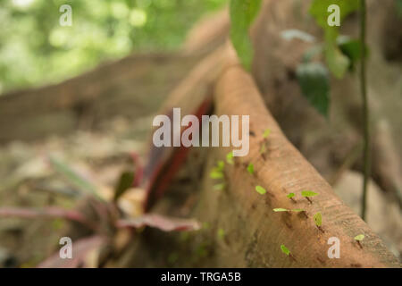 Fourmis sur le contrefort racines d'un arbre dans la jungle, la Quebrada Valencia, Magdalena, Colombie Banque D'Images