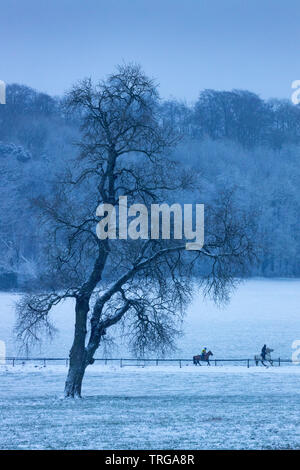 Chevaux dans la neige, ferme, Venn Milborne Port, Somerset, England, UK Banque D'Images