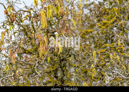 Détail full frame shot montrant beaucoup de branches torsadées hazel à temps au début du printemps Banque D'Images