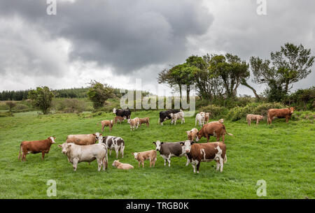 Mealagh Valley, Bantry, Cork, Irlande. Le 05 juin, 2019. Un troupeau de bétail paître dans le Mealagh en dehors de la vallée, Bantry Co. Cork. Crédit : David Creedon/Alamy Live News Banque D'Images