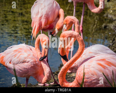 Groupe de plus beaux flamants Galapagos vu sur l'île Isabela, l'île des Galapagos, Equateur Banque D'Images