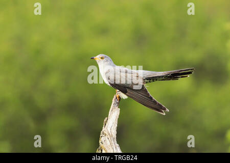 Cuckoo commun debout sur la souche en bois ( Cuculus canorus ) Banque D'Images