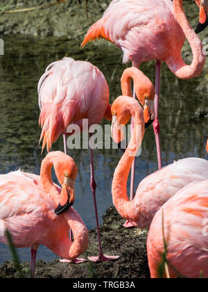 Groupe de plus beaux flamants Galapagos vu sur l'île Isabela, l'île des Galapagos, Equateur Banque D'Images