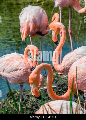 Groupe de plus beaux flamants Galapagos vu sur l'île Isabela, l'île des Galapagos, Equateur Banque D'Images