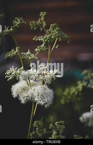 Fleurs blanches de la reine-des-Prés en jardin Banque D'Images