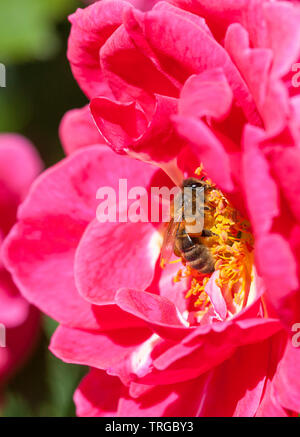 Abeille, Apis mellifera, alimentation sur une rose rose, sacs polliniques, pollinisation, insecte pollinisateur Banque D'Images