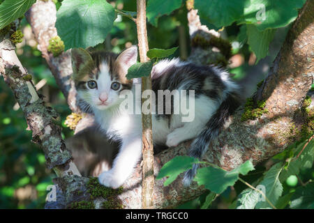 Petite semaine huit semi-vieux chaton sauvage escalade un arbre regardant la caméra avec d'énormes yeux ronds, Banque D'Images