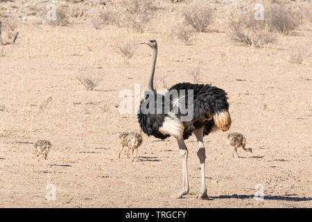 Autruche mâle sauvage (Struthio camelus) de couvain de poussins, Kgalagadi Transfrontier Park, Kalahari, Northern Cape, Afrique du Sud Banque D'Images