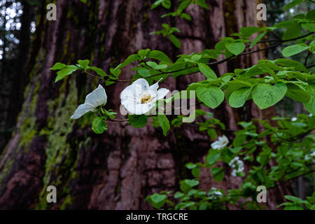 Le cornouiller et de grands arbres, en Californie Banque D'Images