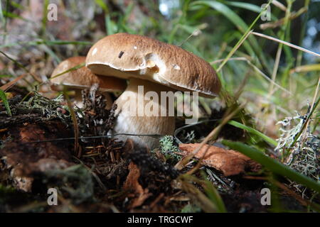 Deux beaux champignons en automne dans la forêt Banque D'Images