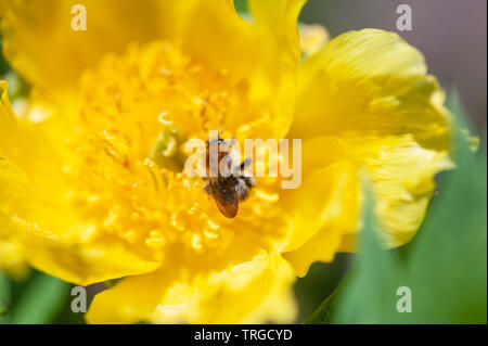 Une abeille visite un arbre jaune pivoine. Banque D'Images
