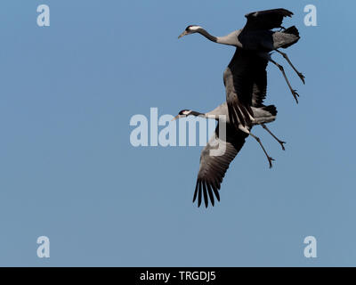 Grues eurasien Banque D'Images
