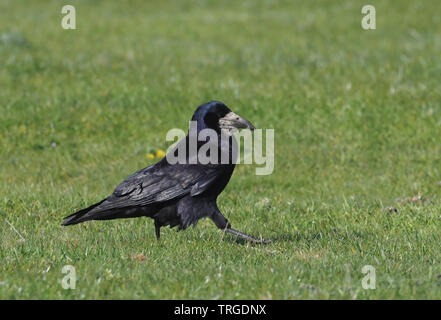 Rook Banque D'Images