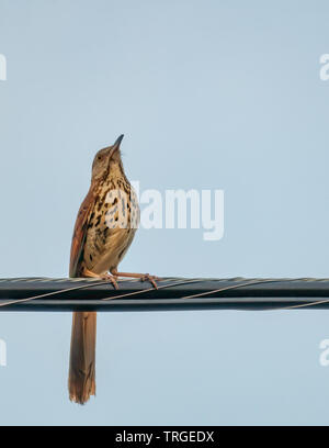 Brown Thrasher perchées sur le fil de câble Banque D'Images