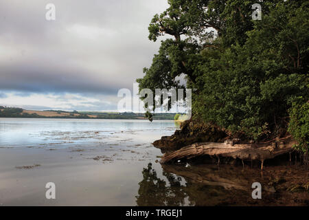 Tôt le matin sur la rivière Lynher ou St allemands à Antony Passage : une vue sur le fleuve jusqu'à Antony et St allemands Banque D'Images