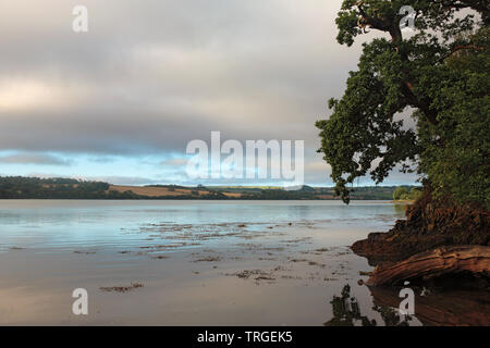 Tôt le matin sur la rivière Lynher ou St allemands à Antony Passage : une vue sur le fleuve jusqu'à Antony et St allemands Banque D'Images