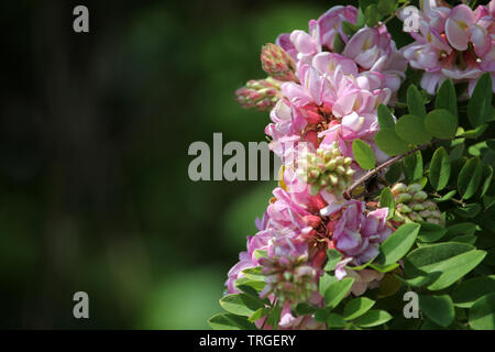 Acacia en fleurs rose bouquet close up spring background. Avec la direction générale de printemps (Robinia Viscosa moite ou Robinia hispida) fleurs. Banque D'Images