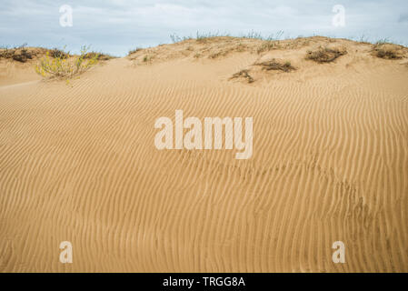 Oleshky Oleshky ou sables du désert Désert, deuxième plus grand désert de l'Europe et la plus grande étendue de sable en Ukraine. Oblast de Kherson, Ukraine Banque D'Images