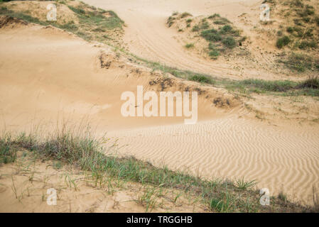 Oleshky Oleshky ou sables du désert Désert, deuxième plus grand désert de l'Europe et la plus grande étendue de sable en Ukraine. Oblast de Kherson, Ukraine Banque D'Images