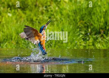 Kingfisher (Alcedo atthis) plongée sous-marine pour un poisson Banque D'Images