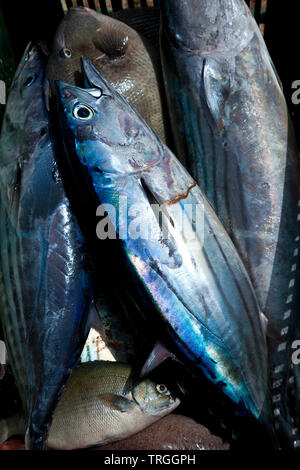 Bonito en puerto pesquero. Pueblo El Cotillo. L'île de Fuerteventura. Provincia de Las Palmas. Islas Canarias. España Banque D'Images