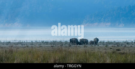 Terre d'éléphants sauvages au parc de Jim Corbett national park Banque D'Images