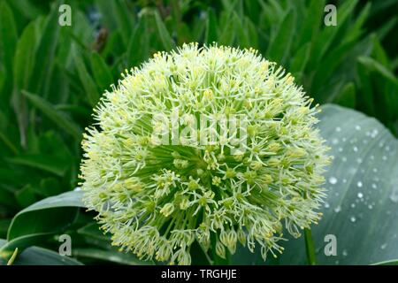 L'allium carataviense ou kara Tau-fleur d'ail Banque D'Images