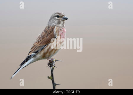 / Linnet Bluthänfling commun ( Carduelis cannabina ), homme oiseau en robe de reproduction, perché au sommet d'une branche épineuse à sec, de la faune, de l'Europe. Banque D'Images