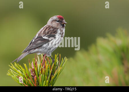 Sizerin flammé (Acanthis moindre cabaret), belle songbird assis sur un pin de montagne dans la matinée, le Parc National Krkonoše, République Tchèque Banque D'Images