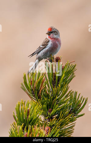 Sizerin flammé (Acanthis moindre cabaret), belle songbird assis sur un pin de montagne dans la matinée, le Parc National Krkonoše, République Tchèque Banque D'Images