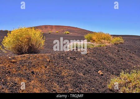 Grand bleu-noir de lave et de cendres-champ avec des plantes en fleurs, jaune Teide dans le parc national du Teide sur Tenerife à 2400 m de hauteur, ciel bleu et soleil, sans Banque D'Images