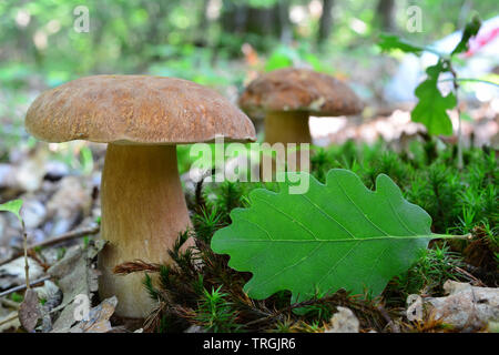 Deux Boletus edulis ou Penny Bun champignons en forêt de chênes, une feuille de chêne vert en premier plan en tant que copie sace pour texte;profondeur de champ Banque D'Images