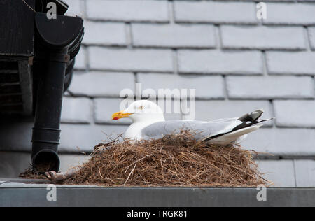 Européens adultes goéland argenté (Larus argentatus, assis sur son nid sur le toit du bâtiment, Whitby, North Yorkshire, Royaume-Uni, Iles britanniques Banque D'Images