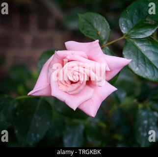Une seule fleur rose rose pâle Banque D'Images