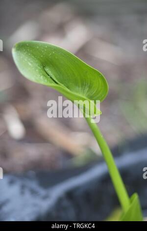 L'Arum des marais (Calla palustris) feuille Banque D'Images