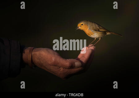 Robin perché sur la main de l'homme avec un fond clair. Nom latin erithacus rubecula Banque D'Images