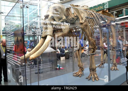 Manchester Museum's elephant squelette est sur l'affichage à la gare Piccadilly de Manchester du 4 juin au 16 juin, 2019. Nommé Maharajah, l'éléphant a été acheté par la Belle Vue Zoo dans Gorton d'un cirque à Édimbourg en 1872. Le zoo destiné à le transporter par train, mais, après qu'il a arraché le toit du train, son gardien a décidé de marcher dans les 200 miles de Manchester, prendre dix jours. Banque D'Images