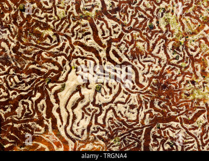 L'Australie, NSW, Yamba, bassin de marée avec motifs abstraits créés par les escargots déménagement sur le sable Banque D'Images