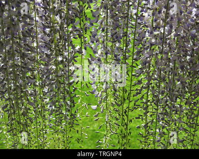 À la Photo à travers un rideau de glycines, lilas pâle en racèmes longs presque à l'herbe ; une gloire du jardin anglais Banque D'Images